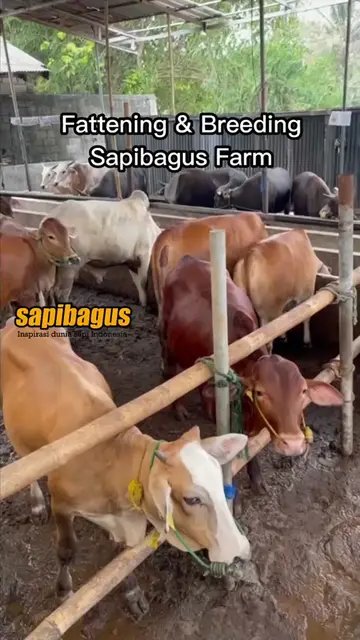 Fattening-&-Breeding-Sapibagus-Farm